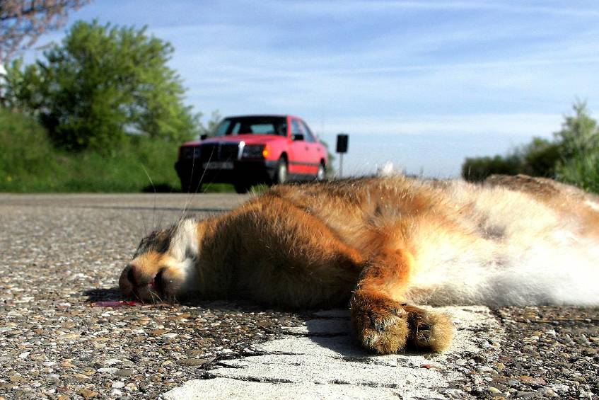 Achtung, Tiere: 2020 gab es so viele Wildunfälle wie nie zuvor Für 2019 vermelden die Versicherer 295.000 Wildunfälle – ein Rekord! Was Autofahrer beachten müssen.
