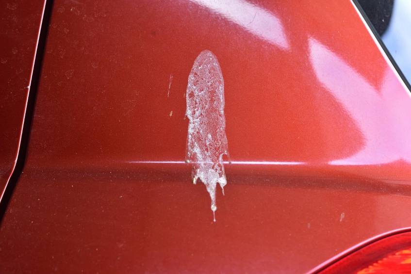 Gewusst wie: Vogelkot vom Auto entfernen – aber richtig! Vogelkot auf dem Auto ist Gift für den Lack. Deshalb muss er schnellstmöglich weg. So gelingt es. 