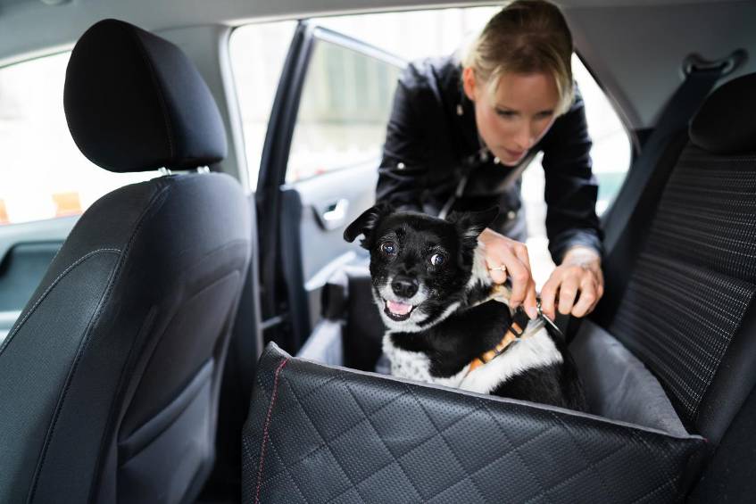 Wie Sie mit Tieren im Auto maximal sicher unterwegs sind Wer sein Haustier im Auto mitnimmt, muss es richtig sichern. Doch was gilt es hier zu beachten?