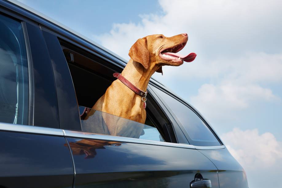 Wenn das Auto zum Backofen wird - Gefahr für Kinder und Hunde